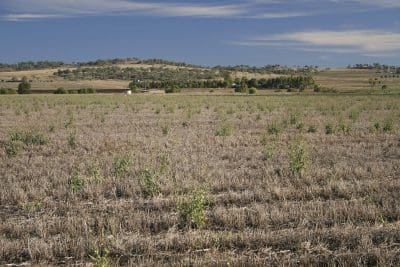 2,4-D resistance in sowthistle, pictured here near Warwick, Queensland, is a growing concern. Photo: AGRONOMO.