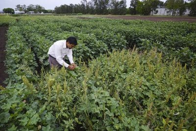 Dr Bhagirath Chauhan measured a 30 per cent reduction in weed biomass when cotton was planted at 50cm row spacing compared to 100cm, and also recorded a yield improvement of up to 28pc, depending on the crop stage when weeds were removed.