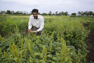 Agronomic trials in mungbean consistently result in improved yield and reduced weed biomass when crops are sown in rows 50cm apart or narrower.