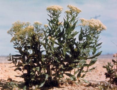 The invasive agricultural week, hoary cress.