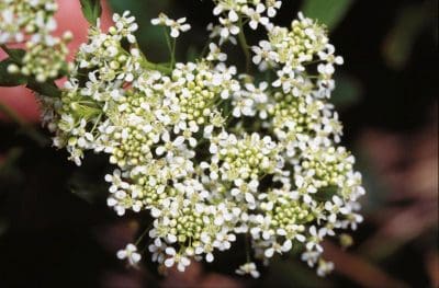 Hoary cress flowers.