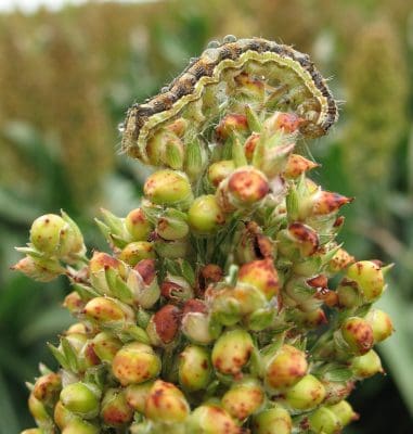 Heliothis in huge numbers - sometimes as many as 10 per head - are attacking early sorghum in the northern farming zone. Photo: The Beatsheet.