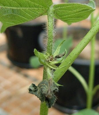 Mirid damage in cotton. Photo: The Beatsheet. 