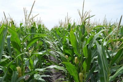 The sounds corn makes as it grows are similar to the sounds made when corn breaks.