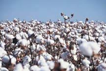 Australia’s 2016/17 cotton crop is expected to produce 4.5 million bales.