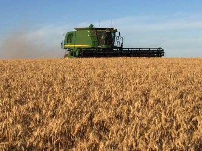 Australia’s estimated 13 million hectares of wheat are expected to produce a record 33 million tonnes this season.