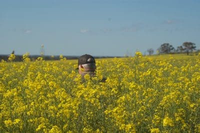Hybrid canola suppresses weed biomass and seed production by about 50 per cent compared to open-pollinated triazine-tolerant (TT) canola cultivars due to the speedy emergence, early vigour, rapid ground cover and height characteristics of the most competitive hybrids.