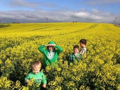 Brothers Max, Jack, Jordan and Ronan Nichols in the canola crop at Redbank Farm, Sisters Creek.