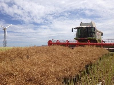 Michael Nichols tried direct-heading the canola to no avail.