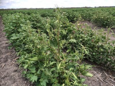 Cotton crop showing signs of spray drift damage.