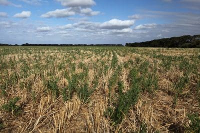 Flaxleaf fleabane weed infestation in a cropping paddock.