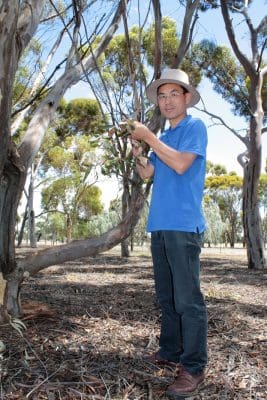 This naturally occurring phenomenon of bare soil and suppressed plant growth in the understorey has inspired NSW Department of Primary Industries (DPI) scientist, Dr Hanwen Wu, to investigate the potential of eucalyptus essential oil to control major weeds and crop diseases.