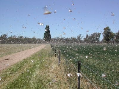 Swarming locusts. Photo: NSW DPI