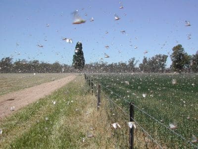 Swarming locusts. Photo: NSW DPI