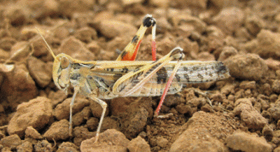 Australian plague locust