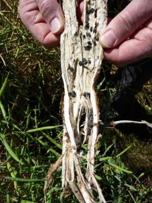 Testing canola seed for sclerotes and fungal pathogens before sowing is recommended this year to reduce risks of sclerotinia stem rot, pictured, and other fungal diseases. Photo: GRDC