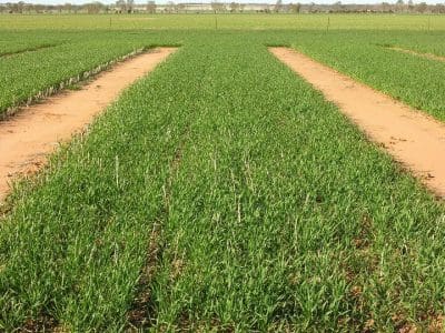 Wheat trial plots in the long term study - plantings at row spacings of 9cm ......