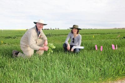 DAFWA officers Glen Riethmuller and Dr Catherine Borger have examined the long-term impacts of row spacing and harvest weed seed destruction on weed control.