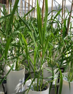 Non-stressed wheat growing in a glasshouse.