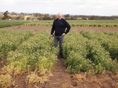 DAFWA research officer Dr Ron Yates in a research plot of Wharton field peas at Katanning Research Facility sown as part of a new Grains Flagship project to overcome constraints to early sowing and boost productivity. 