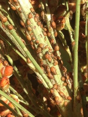 Rutherglen bug nymphs on sorghum.