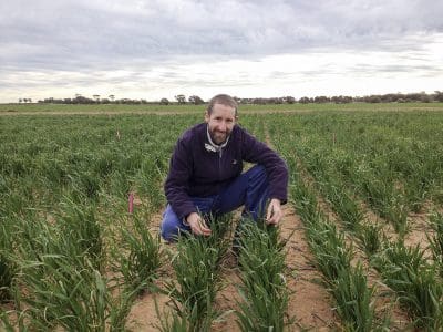 DAFWA research officer Grantley Stainer inspects an early season pre-breeding wheat trial, which is part of the department’s Grains Flagship suite of projects, at Merredin Research Station in 2016.