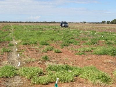 A DAFWA trial on the control of button grass, an emerging summer weed, is underway during summer season of 2015 at Mullewa. 