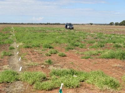 A DAFWA trial on the control of button grass, an emerging summer weed, is underway during summer season of 2015 at Mullewa.