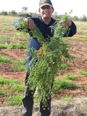 DAFWA research officer Dr Mohammad Amjad is holding a giant button grass plant at the Mullewa trial site.