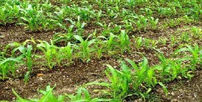 Time is running out for a substantial sorghum crop to go in in Central Queensland this season.