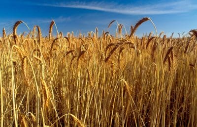 Wheat crop ready to harvest.