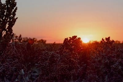 Heat wave conditions have blasted sorghum crops across the summer cropping zone in northern NSW.