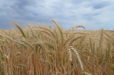 While wheat yields have been largely the same over the 26 years from 1990 to 2015, potential yields have declined by 27pc since 1990.