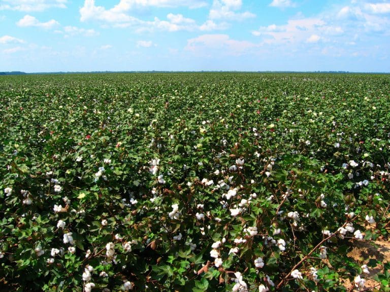 Cotton on track for second highest production year Grain Central