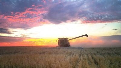 morvenvale harvest lighter foreground