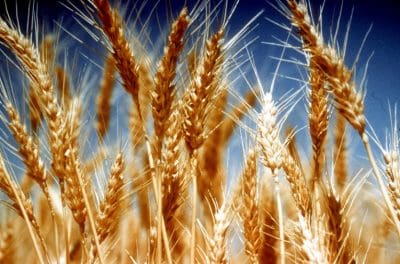 wheat 052