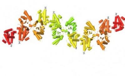 Hypothetical structural model of the assembly of TIR domains during signalling, from the SNC1 immunity receptor found in Arapidopsis plants. Individual subunits are shown in different colours, with β-strands shown as arrows and α-helices shown as cylinders. Image: Bostjan Kobe.