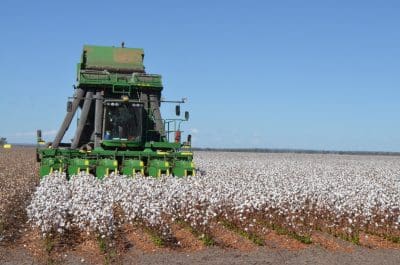 Australia's 2017 cotton harvest is underway with pickers moving through the first crops in Central Queensland.