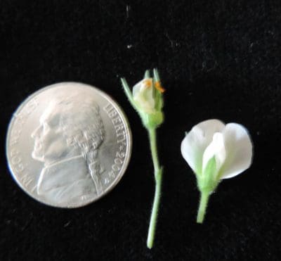 An intact chickpea flower (right) suitable as pollen source, and with petals removed (centre) showing pollen. Photo: Thomas Stefaniak