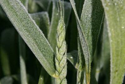 Frosts in September cut crop yield potential in WA. Photo: DAFWA