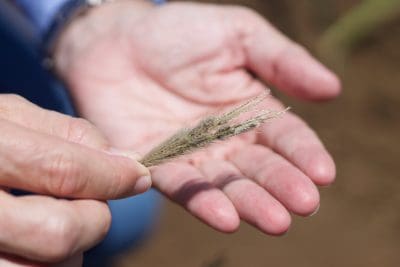 Feathertop Rhodes grass is an annual plant that flowers within three to four weeks of germinating and will keep tillering and producing seed while soil moisture is available.