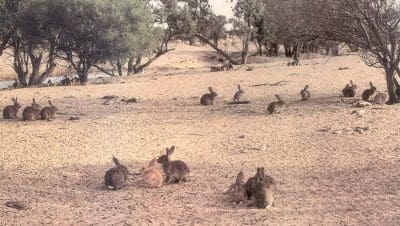 A national rollout of the RHDV1 K5 rabbit virus will occur in the first week of March. Photo: Rabbit Free Australia