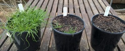 Left: Triazine applied to a pot containing triazine-resistant ryegrass seed. Centre: Triazine applied immediately after applying phorate insecticide granules to pots with triazine-resistant ryegrass seed. Right: Triazine applied to a pot containing triazine-susceptible ryegrass seed.