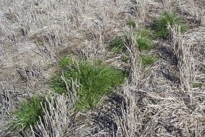 Glyphosate-resistant ryegrass in wheat stubble. Photo: DAFWA