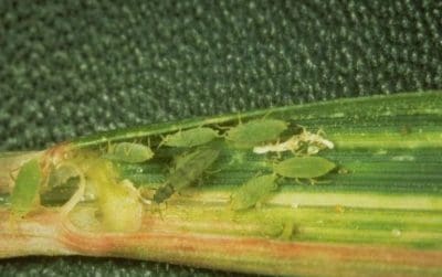 Russian wheat aphids. Photo: PIRSA