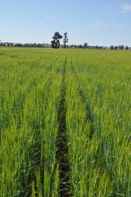 Continuous cropping can be a sustainable, long term farming practice if properly managed.