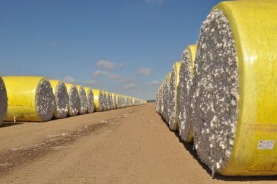 021617 Cotton picking started in CQ pic