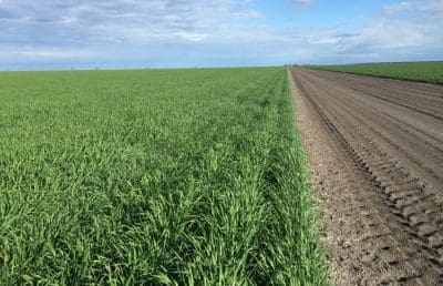 Beefwood NSW cropping