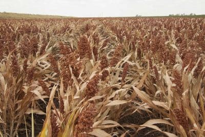Darling Downs sorghum crop February 2017; most are expected to yield blow average this year.