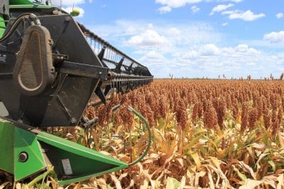 harvesting grain sorghum